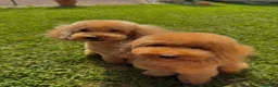 Barboncino cani in vendita: Cucciolo di Barboncino Maschio con PEDIGREE Enci a Provincia di Pesaro e Urbino - Annuncio 7