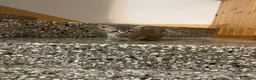 Meticcio gatti in vendita: Gattino grigio  - Annuncio 8