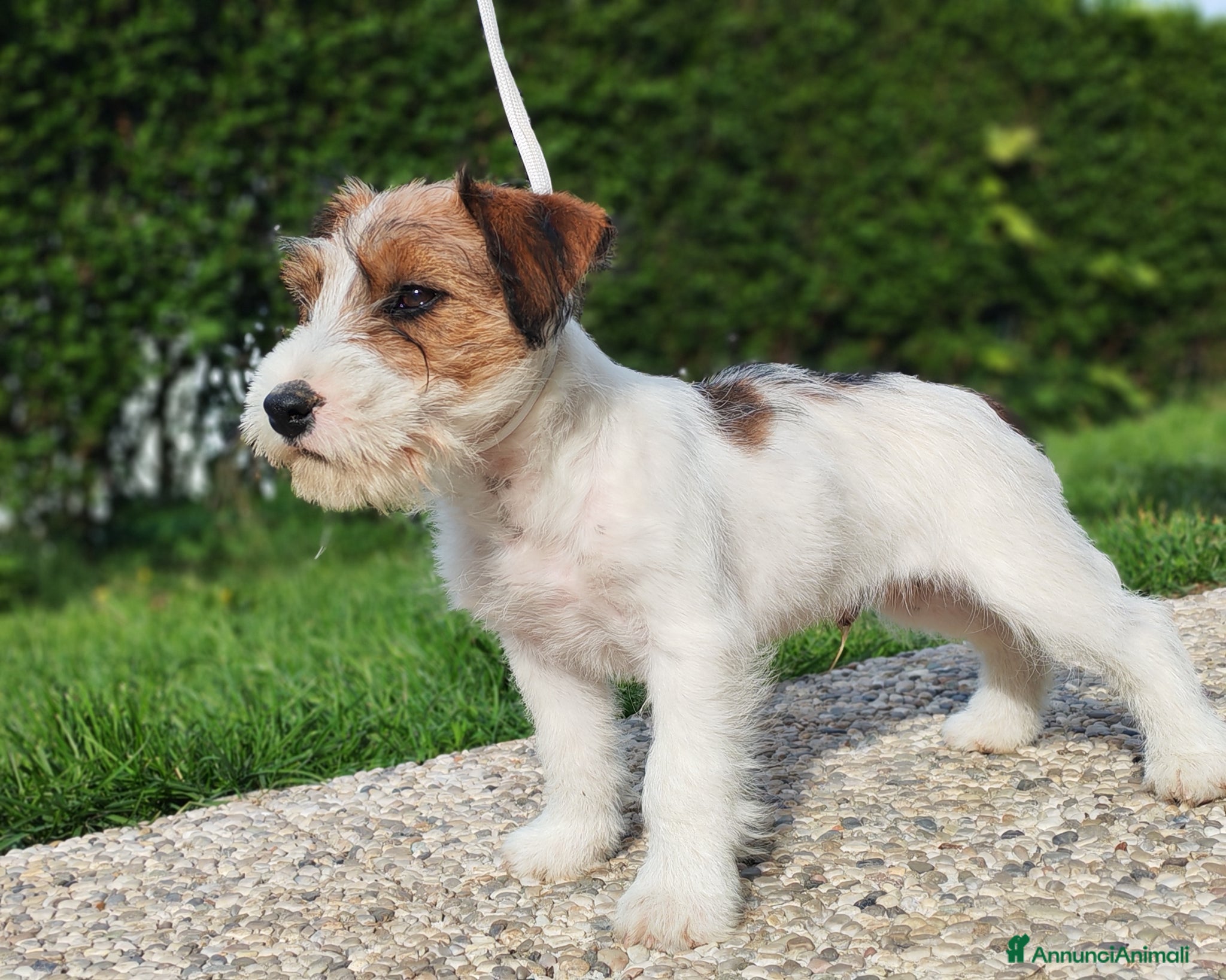 Jack Russell cani Jack Russell  - Annuncio 27