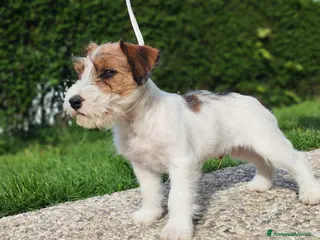 Jack Russell cani Jack Russell - Annuncio 1