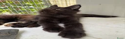 Maine Coon gatti in vendita: Maschietto nero di maine coon (Black Velvet) - Annuncio 14