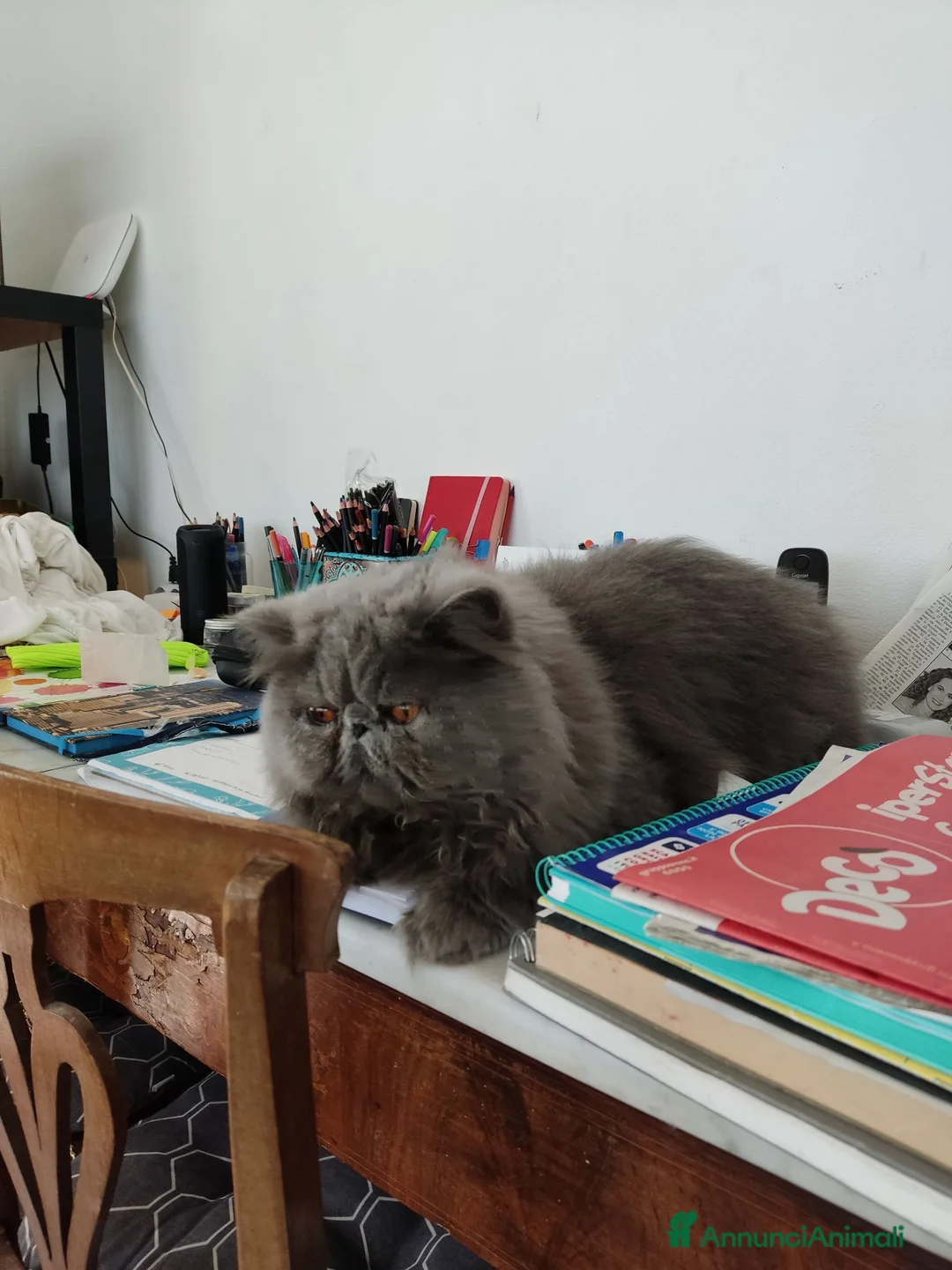 Exotic Shorthair gatti in vendita: gatto exotic short hair - Annuncio 3