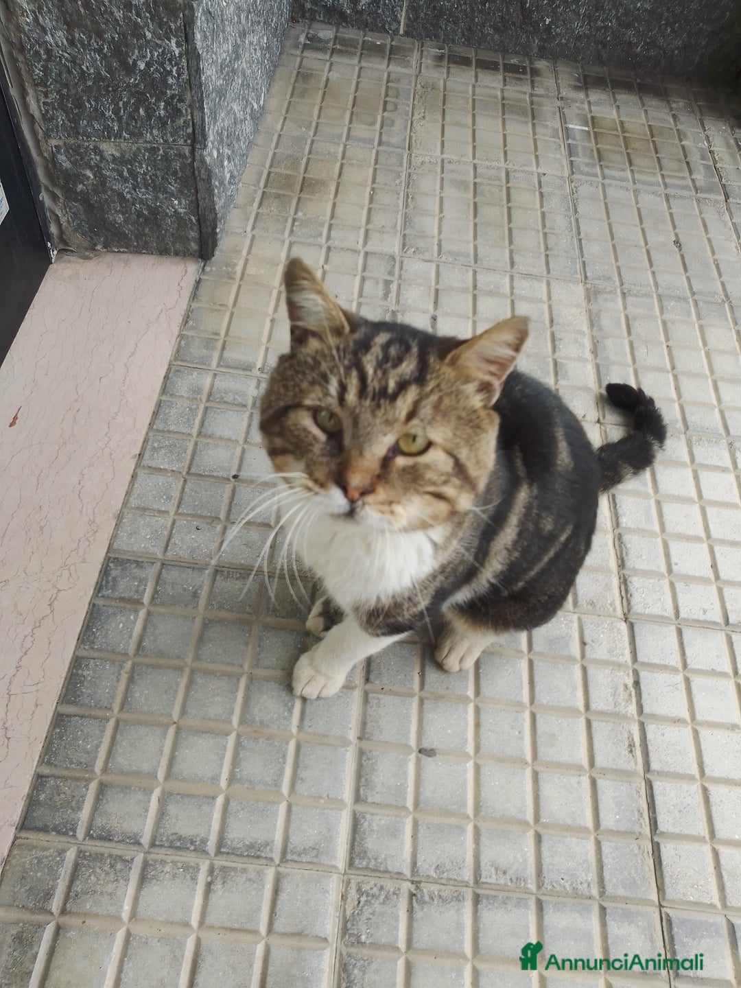 Europeo gatti in regalo: Gatto maschio cerca casa - Annuncio 2