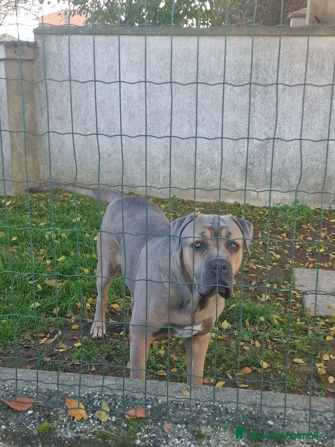 Cane Corso cani in regalo: Vendo cane corso a Provincia di Ferrara - Annuncio 7