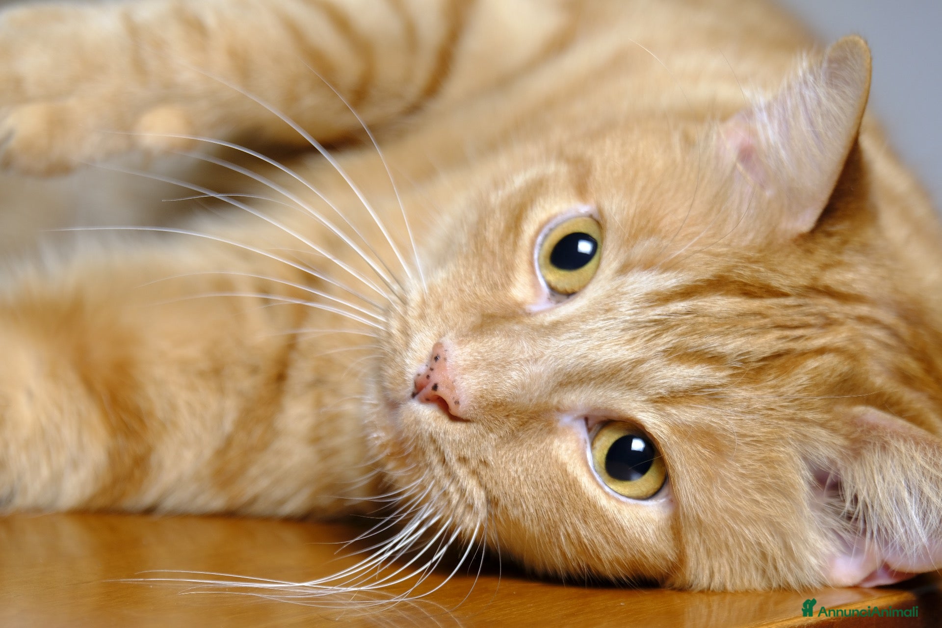Europeo gatti in regalo: Due gattini in cerca di casa - Annuncio 13