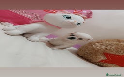 Chihuahua cani in vendita: Chihuahua micro  a Provincia di Foggia - Immagine 4