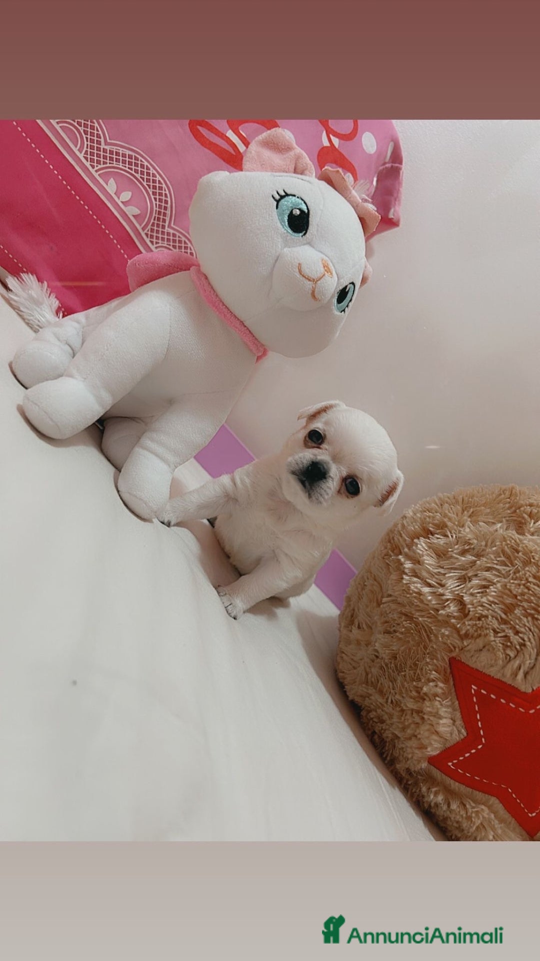 Chihuahua cani in vendita: Chihuahua micro  a Provincia di Foggia - Immagine 4