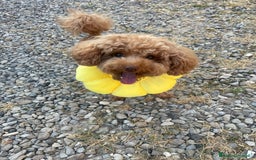 Barboncino Toy cani per accoppiamento: Barboncino Toy - Immagine 4