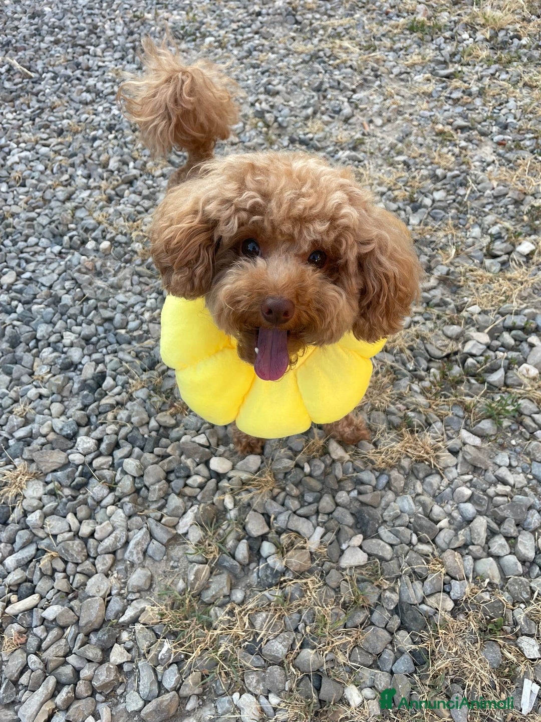 Barboncino Toy cani per accoppiamento: Barboncino Toy - Immagine 4