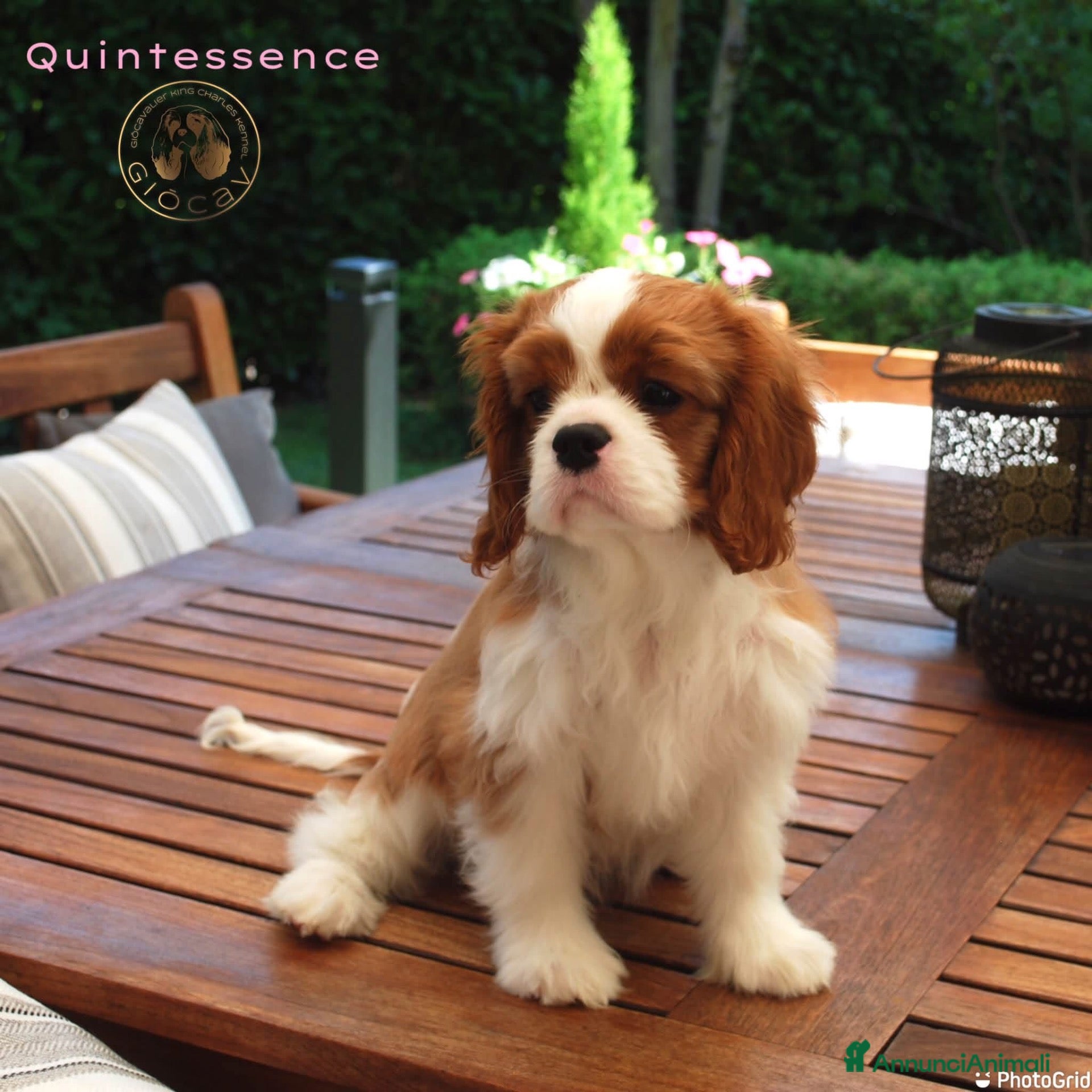 Cavalier King cani Bellissima cucciola di Cavalier King - Annuncio 2