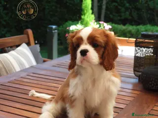 Cavalier King cani Bellissima cucciola di Cavalier King - Annuncio 2