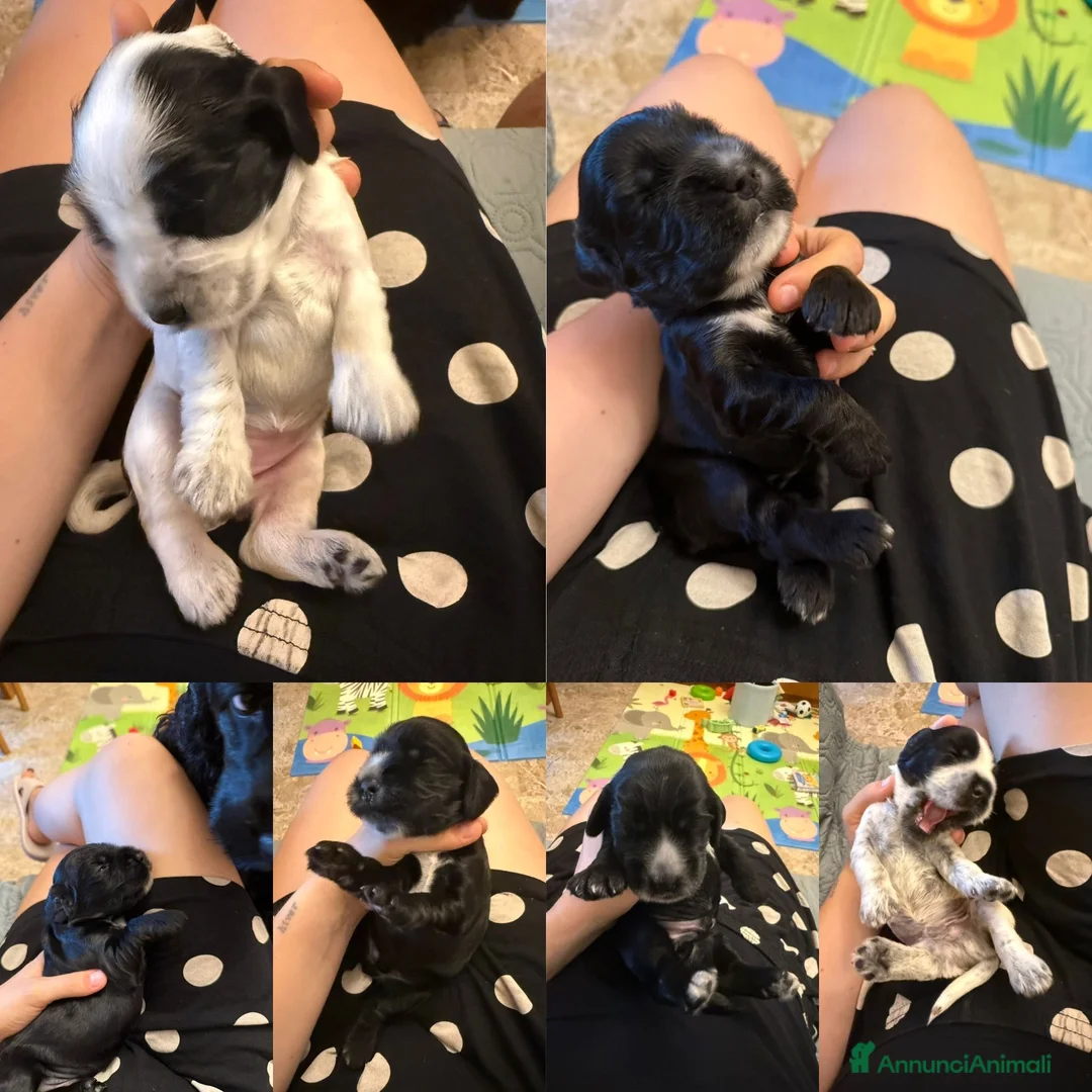 Cocker cani in vendita: Cuccioli di cocker spaniel, neri e roani a Provincia di Forlì-Cesena - Annuncio 2