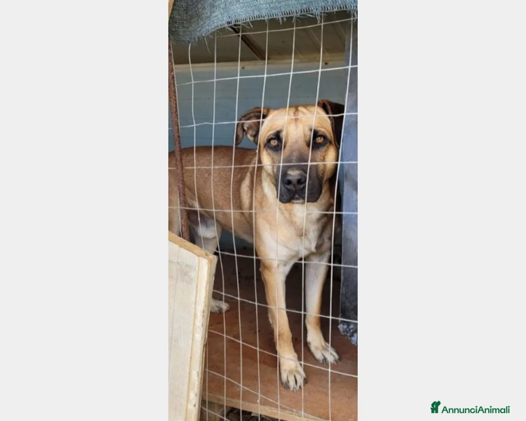 Meticcio cani in regalo: 2anni tg media color miele E'IN PERICOLO!! PUGLIA  a Milano - Annuncio 1