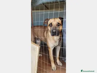 Meticcio cani 2anni tg media color miele E'IN PERICOLO!! PUGLIA - Annuncio 15