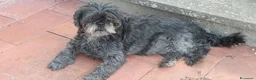 Shih Tzu cani in regalo: SHITZU MASCHIO STERILIZZATO a Provincia di Pisa - Annuncio 3