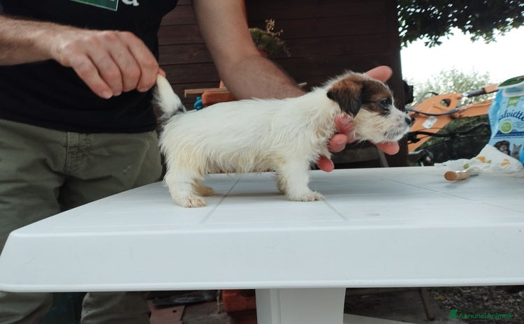 Jack Russell cani a Provincia di Pistoia - Annuncio 3