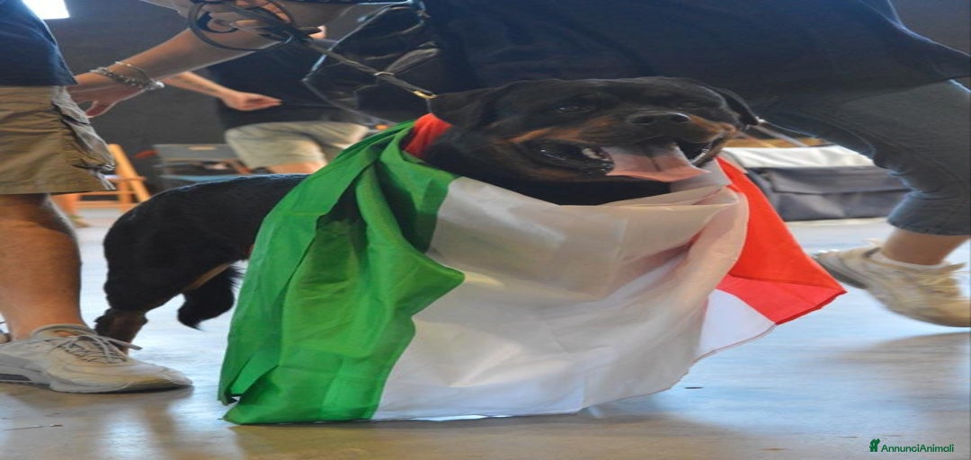 Immagine della galleria {{count}}