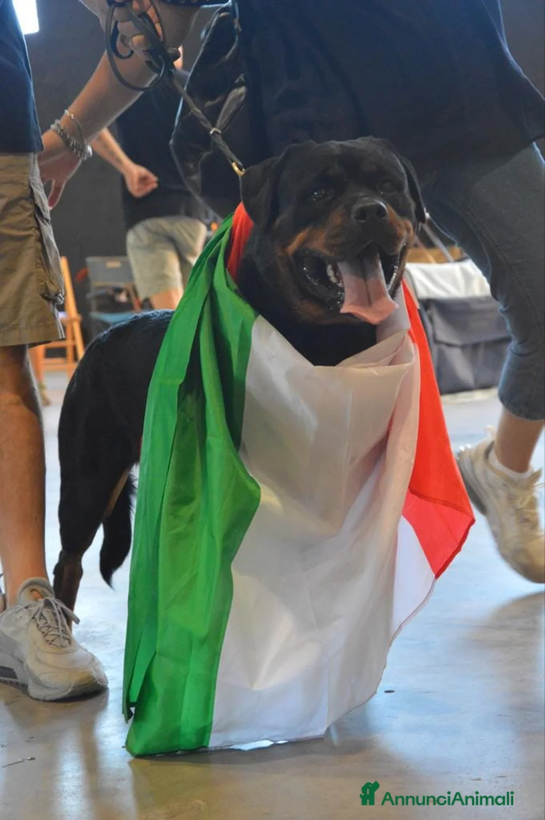 Immagine della galleria {{count}}