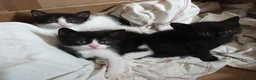 Meticcio gatti in regalo: Attenzione: tasso di dolcezza fuori scala  a Provincia di Pescara - Annuncio 2