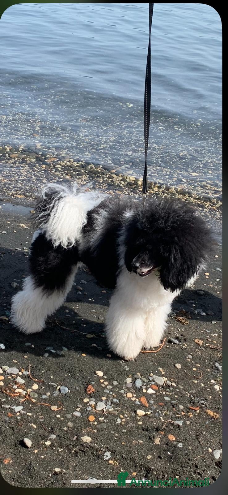 Barboncino cani Barbone nano femmina  - Annuncio 5
