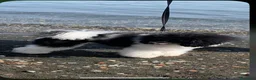 Barboncino cani in vendita: Barbone nano femmina  - Annuncio 1