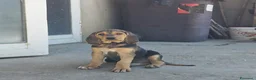 Segugio cani in vendita: Cuccioli di segugio italiano - Annuncio 7
