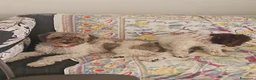 Lagotto cani in vendita: Cucciola di lagotto - Annuncio 3