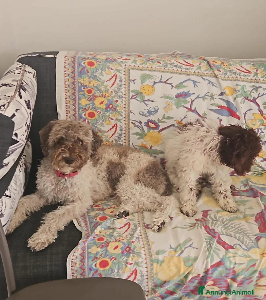 Lagotto cani in vendita: Cucciola di lagotto - Annuncio 3