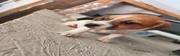 Jack Russell cani in vendita: Bellissimo cuccioli di Jack Russell terrier  a Provincia di Benevento - Annuncio 16