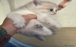 Scottish gatti in vendita: Scottish Straight - Annuncio 8