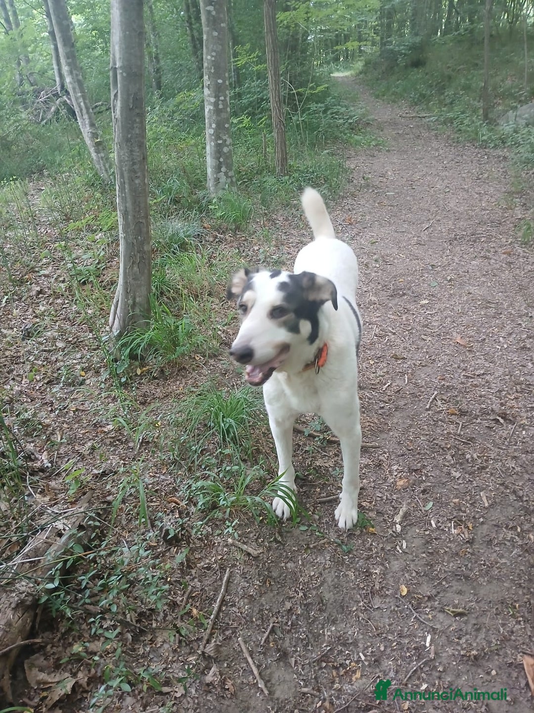 Meticcio cani in regalo: POLDO a Città Metropolitana di Genova - Annuncio 11