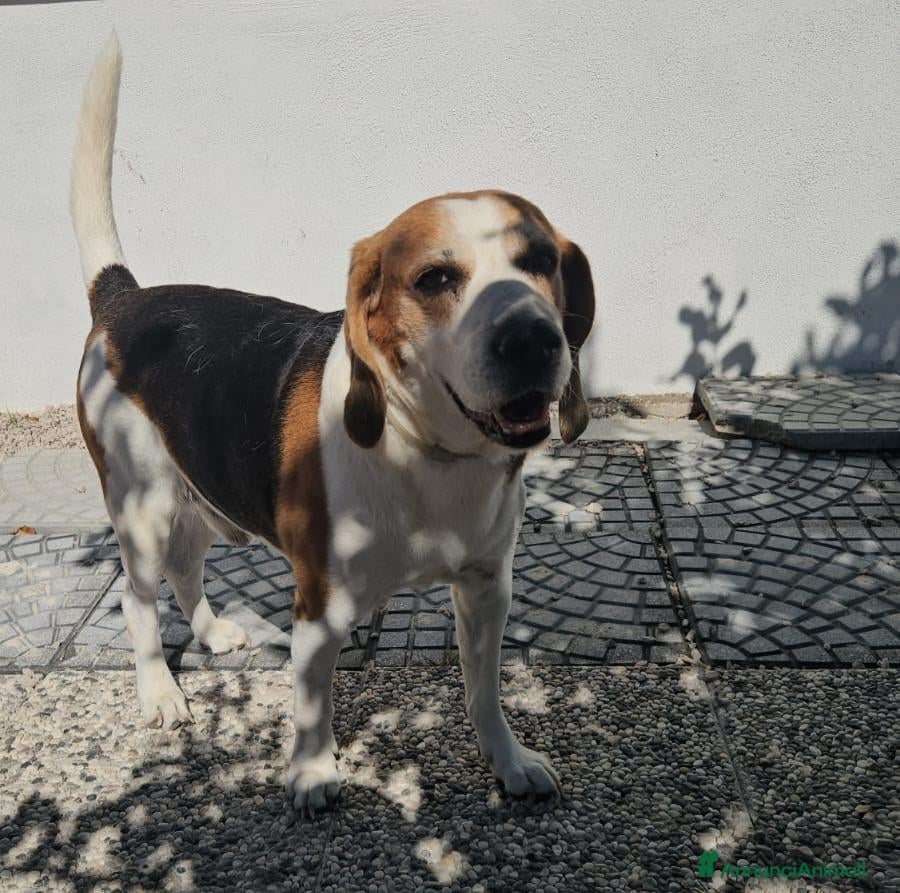 Beagle cani Borgo: nonnino Beagle dolce e socievole  - Annuncio 2