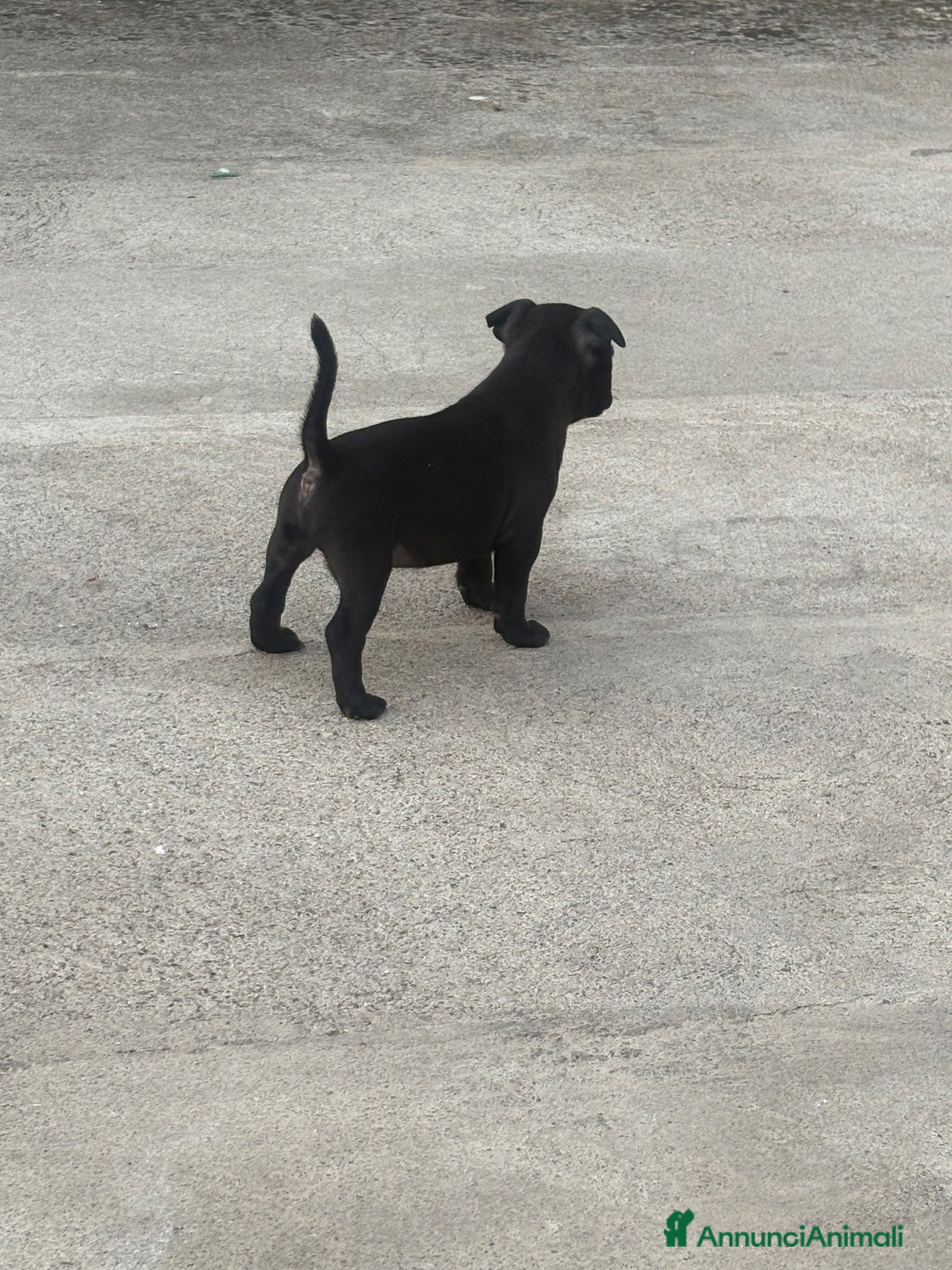 Staffordshire cani Staffy - Annuncio 17