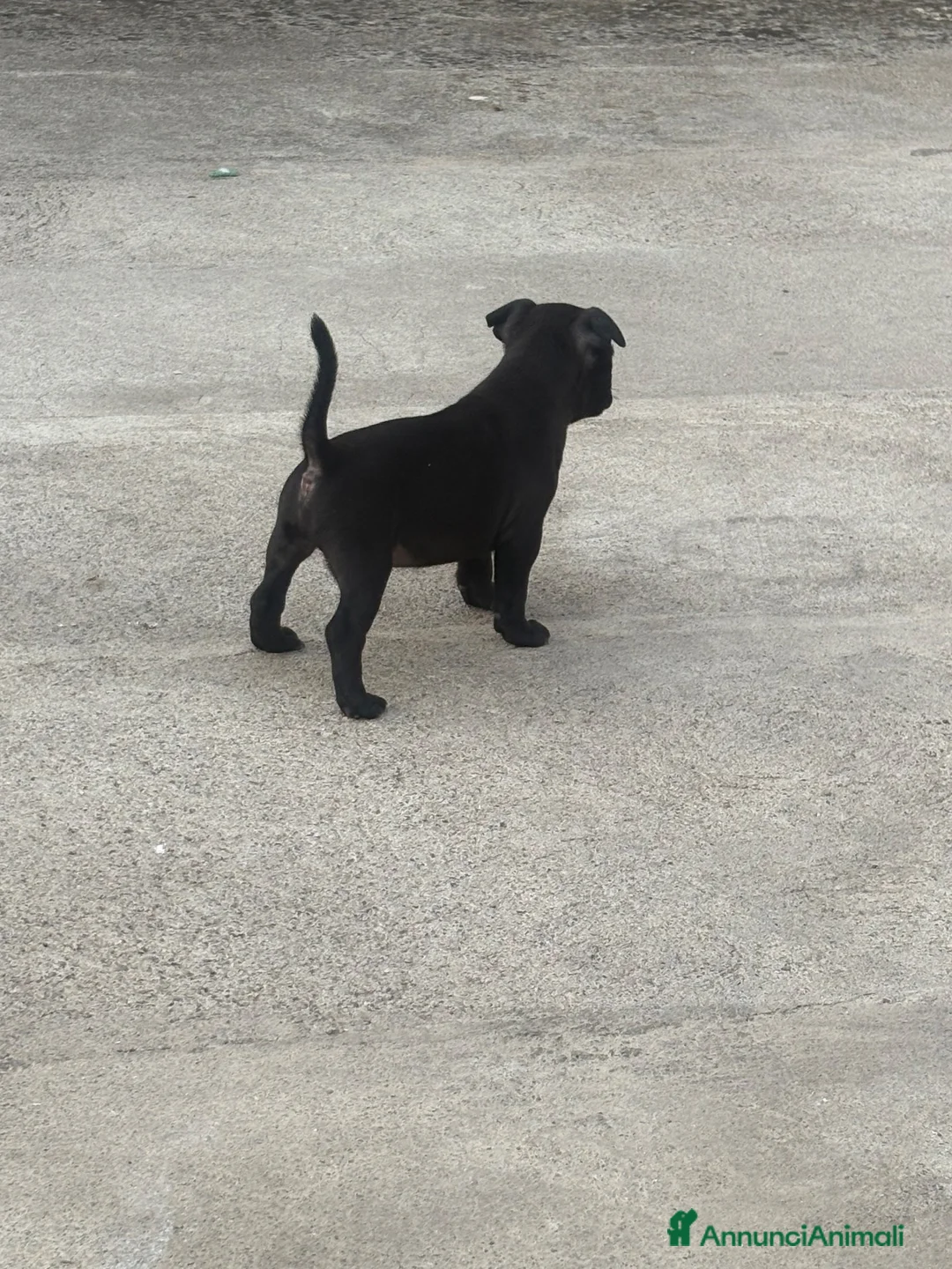 Staffordshire cani in vendita: Staffy a Provincia di Caserta - Annuncio 1