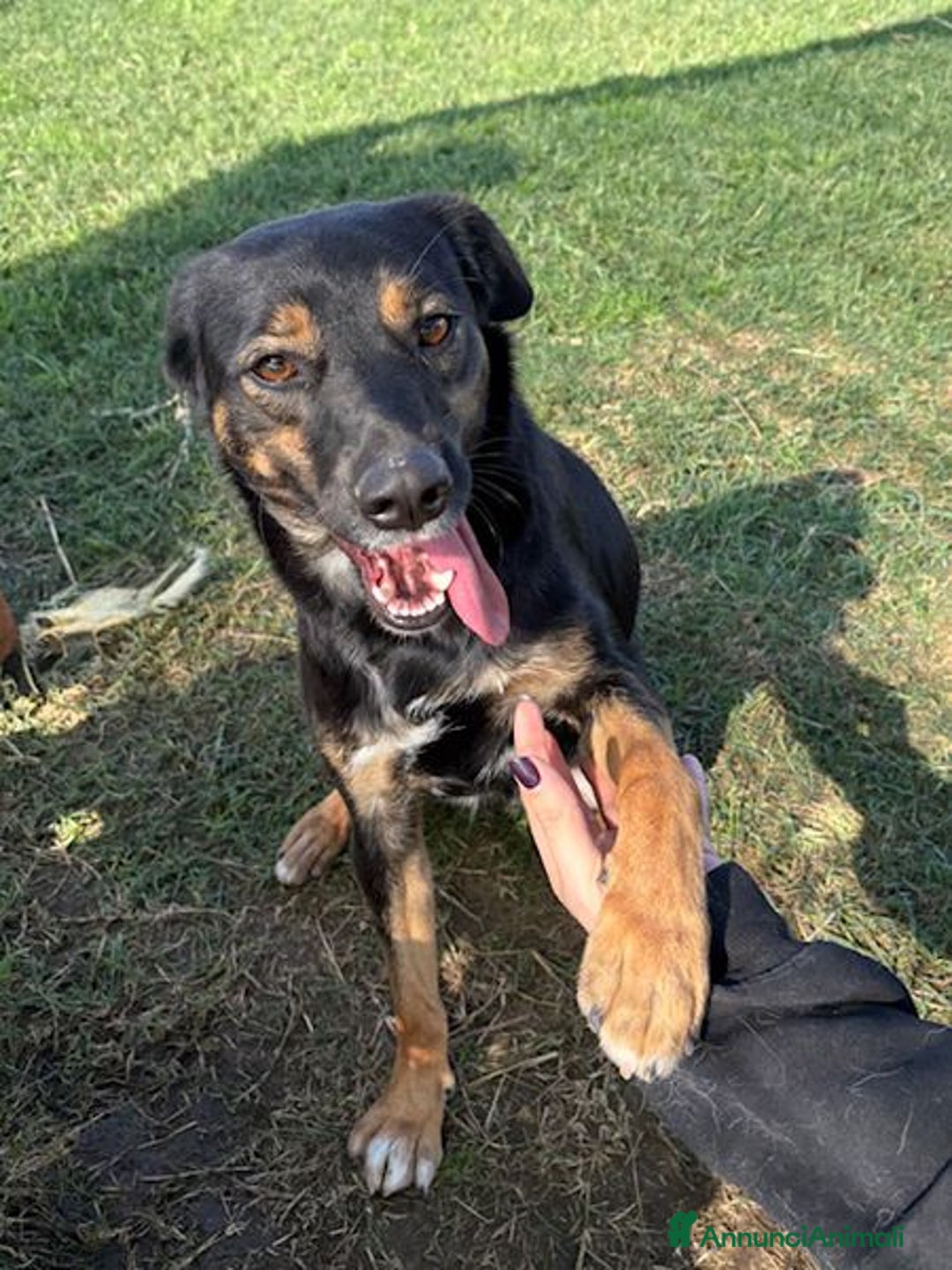 Meticcio cani in regalo: Tac, giovanissima, piccola e dolce - Annuncio 3