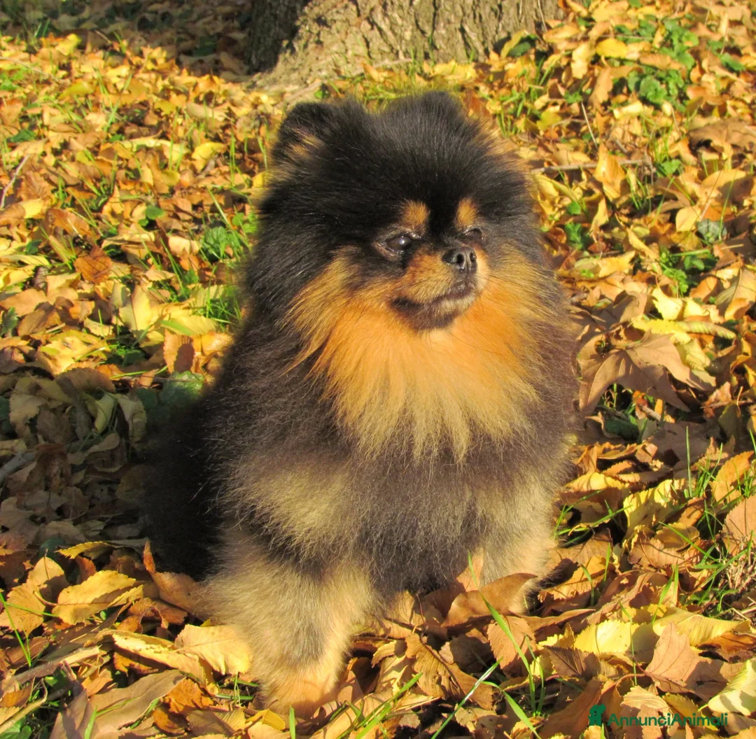 Spitz cani in vendita: Spitz di Pomerania NANO  - Annuncio 2