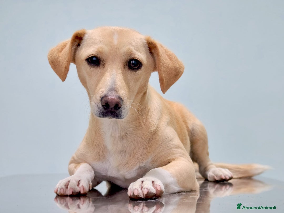 Meticcio cani in regalo: LEA cagnolina taglia piccola di 5 anni - Annuncio 3