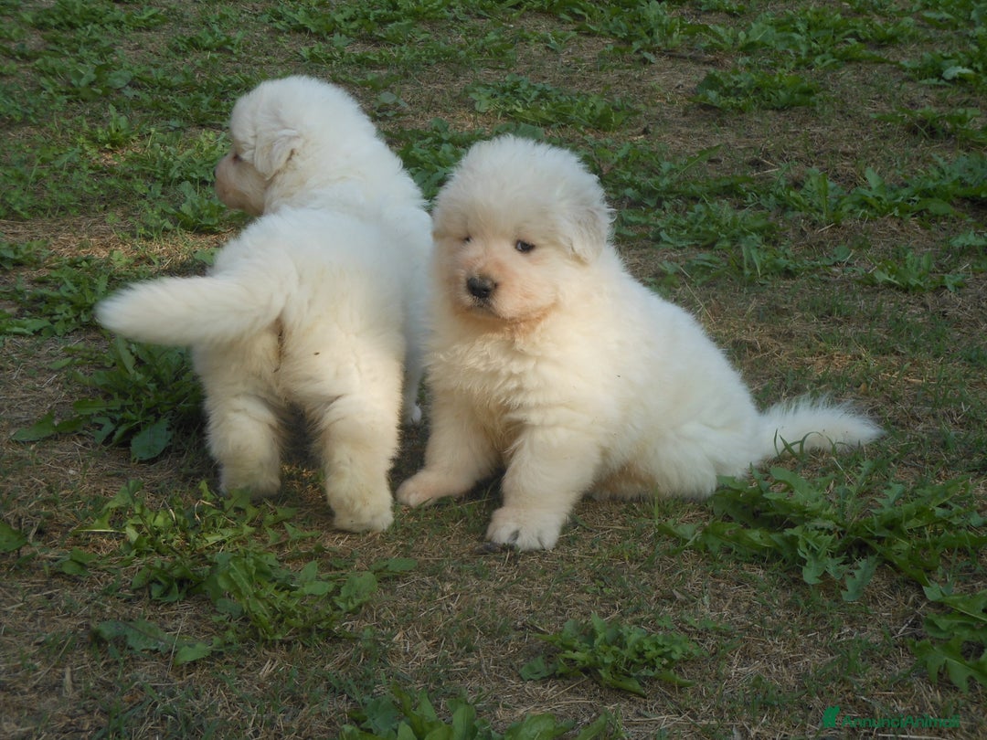 Pastore Maremmano cani in vendita: cuccioli di pastore maremmano abruzzese  - Annuncio 14