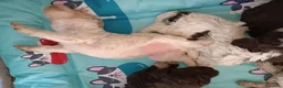 Lagotto cani in vendita: Lagotti  - Annuncio 13