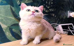 Scottish gatti in vendita: Cucciolo Scottish straight silver - Immagine 1