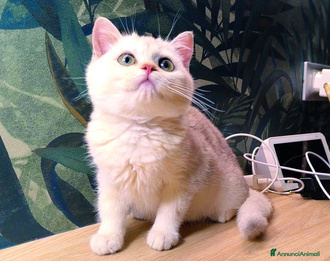 Scottish gatti in vendita: Cucciolo Scottish straight silver - Immagine 1