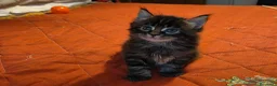 Maine Coon gatti in vendita: Vendo cuccio Maine Coon senza pedigree - Annuncio 24