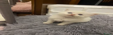 Siberiano Gattino 1