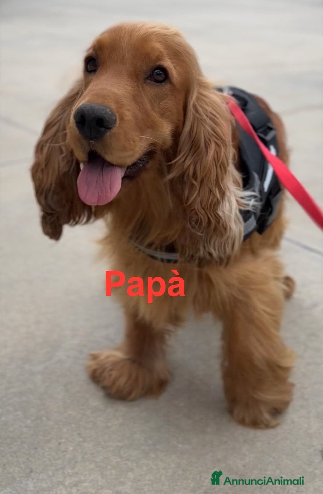 Cocker cani in vendita: Cuccioli di cocker spaniel - Annuncio 2