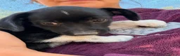 Meticcio cani in regalo: LA TENERA KIRA a Città Metropolitana di Firenze - Annuncio 4