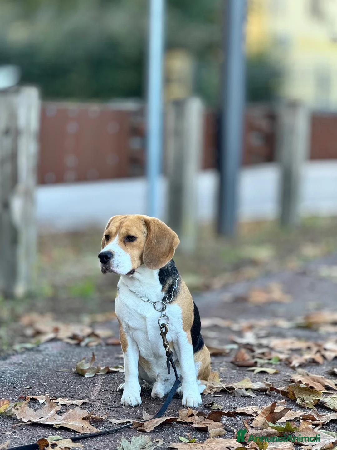 Beagle cani per accoppiamento: Beagle da Monta  a Città Metropolitana di Bologna - Annuncio 3