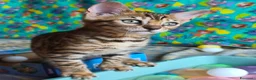Bengala gatti in vendita: Cuccioli bengala  a Provincia di Treviso - Annuncio 4