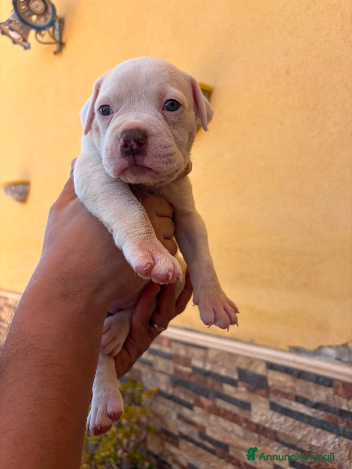 Bulldog cani Cuccioli di bulldog americano  - Annuncio 33
