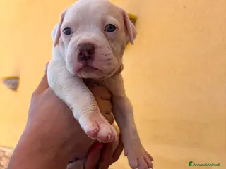 Bulldog cani Cuccioli di bulldog americano - Annuncio 33