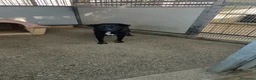 Meticcio cani in regalo: Edoardo: taglia media, equilbrato e socievole  - Annuncio 4